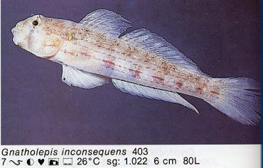 Gnatholepis inconsequens